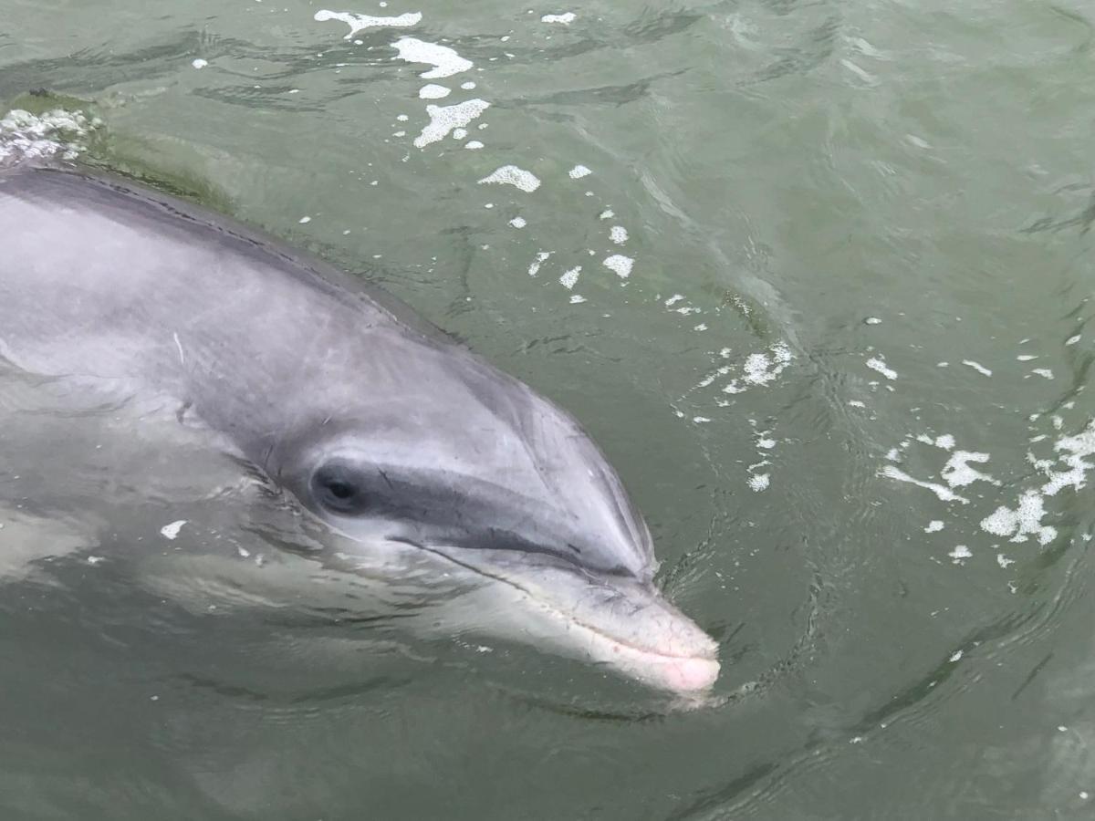 希爾頓黑德島44 Sea Lane别墅 外观 照片